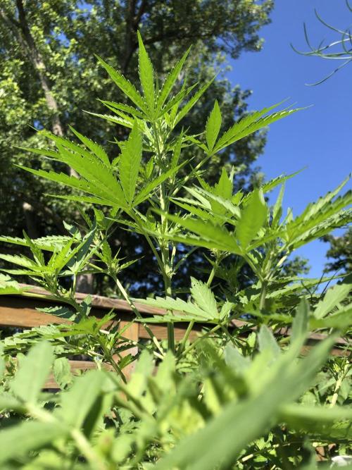 Pine Auto Outdoor Spring 26'. Week 4
