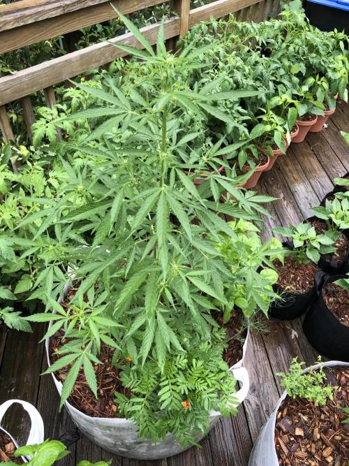 Pine Auto Outdoor Spring 26'. Week 4