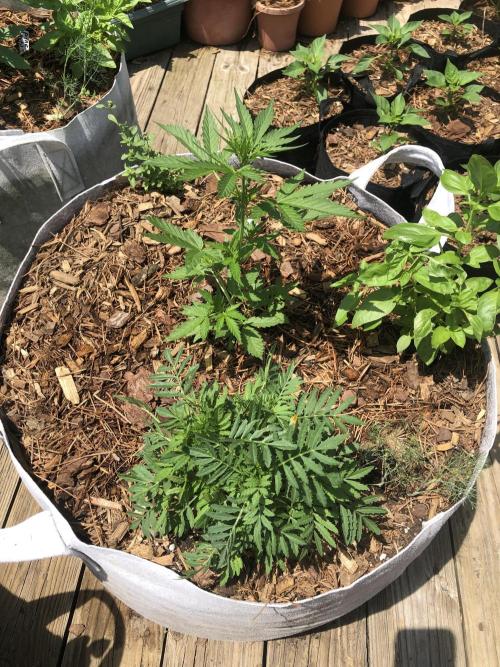 Big Jack Auto Outdoor Spring 26'. Week 4