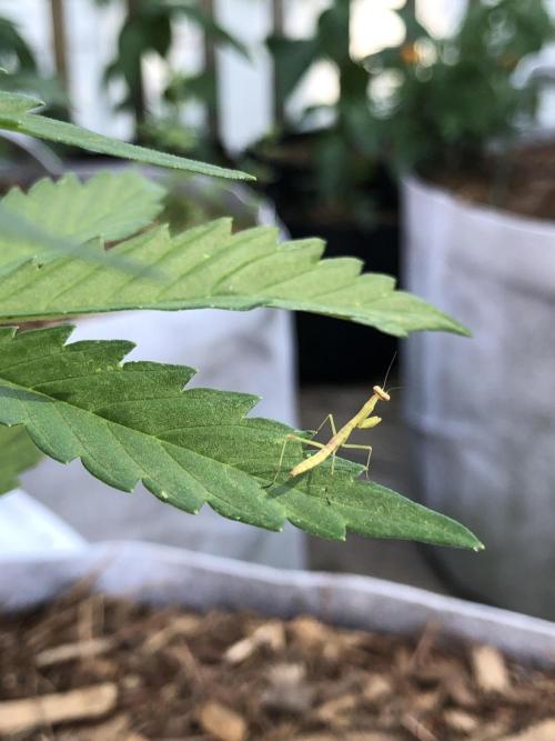 Big Jack Auto Outdoor Spring 26'. Week 4