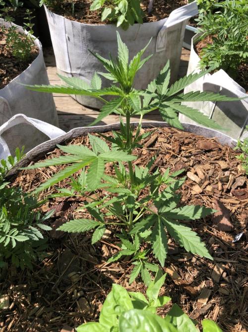 Big Jack Auto Outdoor Spring 26'. Week 4
