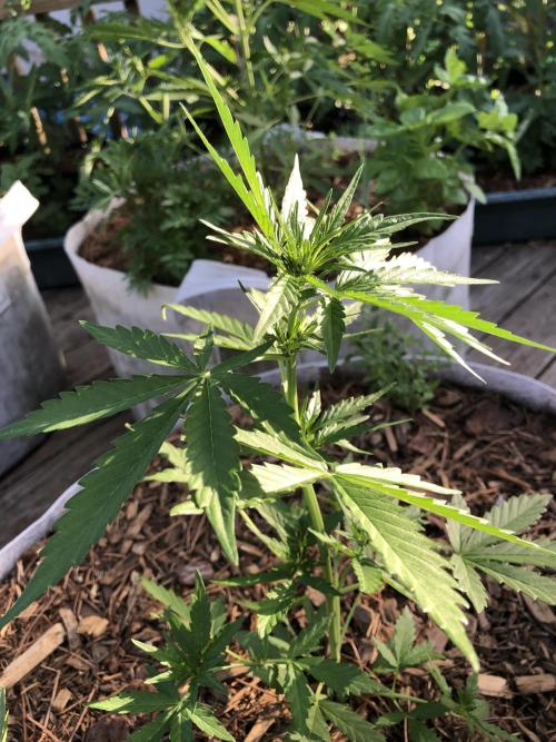 Big Jack Auto Outdoor Spring 26'. Week 4