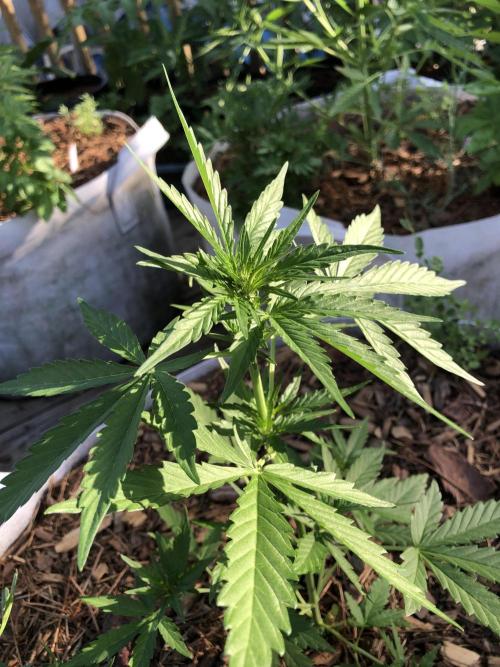 Big Jack Auto Outdoor Spring 26'. Week 4