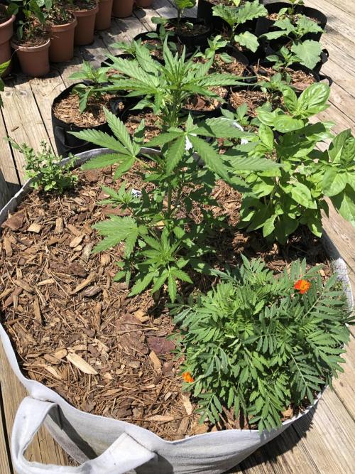 Big Jack Auto Outdoor Spring 26'. Week 4