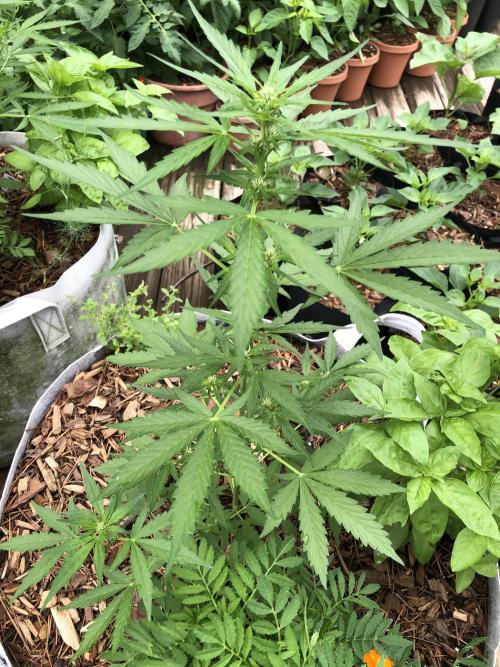 Big Jack Auto Outdoor Spring 26'. Week 4