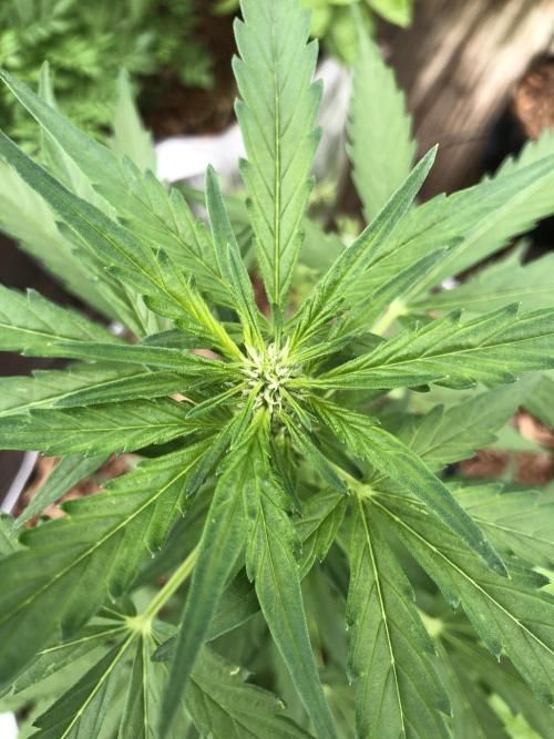 Big Jack Auto Outdoor Spring 26'. Week 4