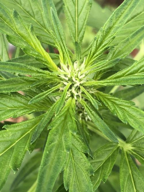 Big Jack Auto Outdoor Spring 26'. Week 4