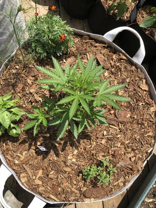 Maui Wowie Auto Outdoor Spring 26'. Week 4