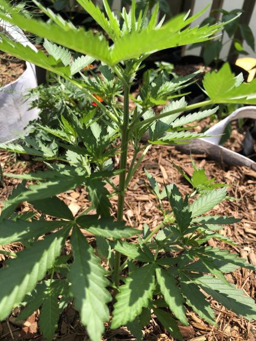 Maui Wowie Auto Outdoor Spring 26'. Week 4