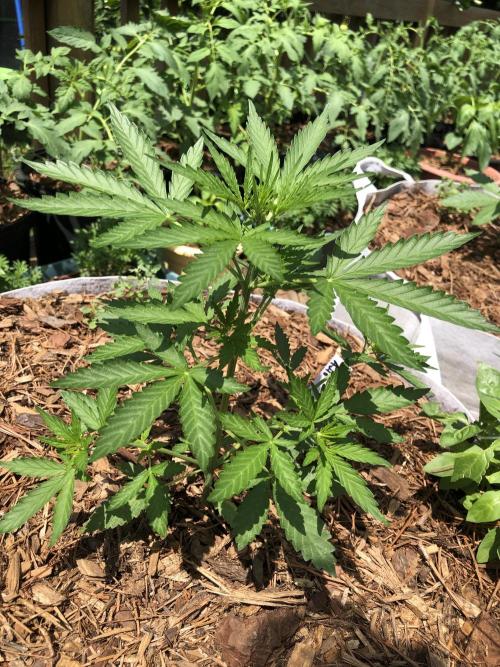 Maui Wowie Auto Outdoor Spring 26'. Week 4