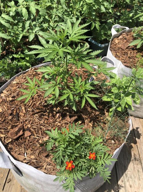 Maui Wowie Auto Outdoor Spring 26'. Week 4