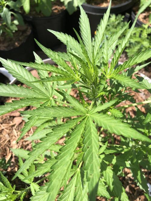 Maui Wowie Auto Outdoor Spring 26'. Week 4