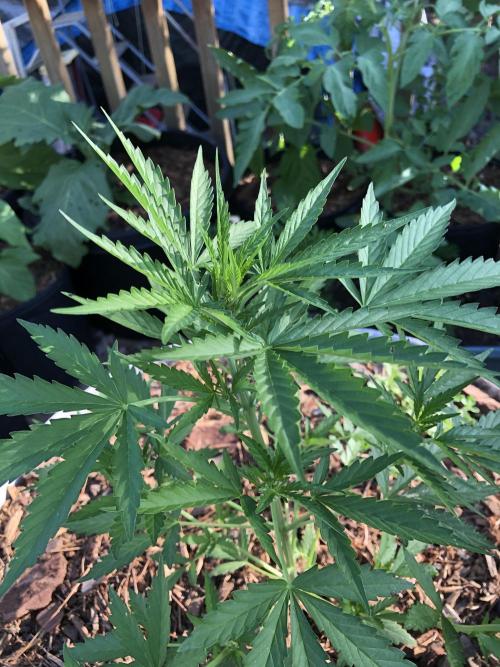 Maui Wowie Auto Outdoor Spring 26'. Week 4