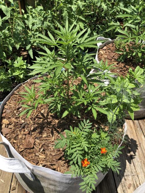 Maui Wowie Auto Outdoor Spring 26'. Week 4