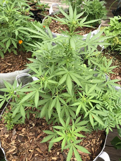 Maui Wowie Auto Outdoor Spring 26'. Week 4