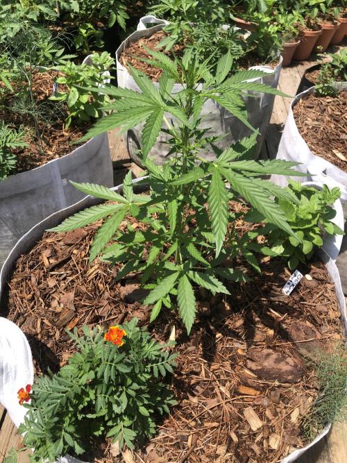 OG Kush Auto Outdoor Spring 26". Week 4