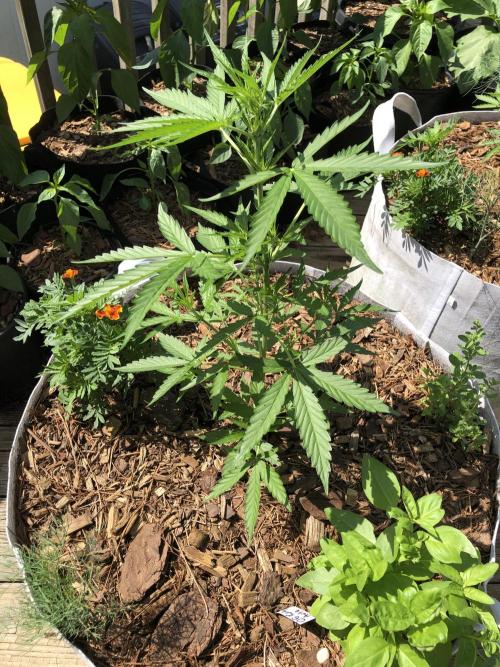 OG Kush Auto Outdoor Spring 26". Week 4