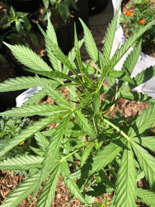 OG Kush Auto Outdoor Spring 26". Week 4