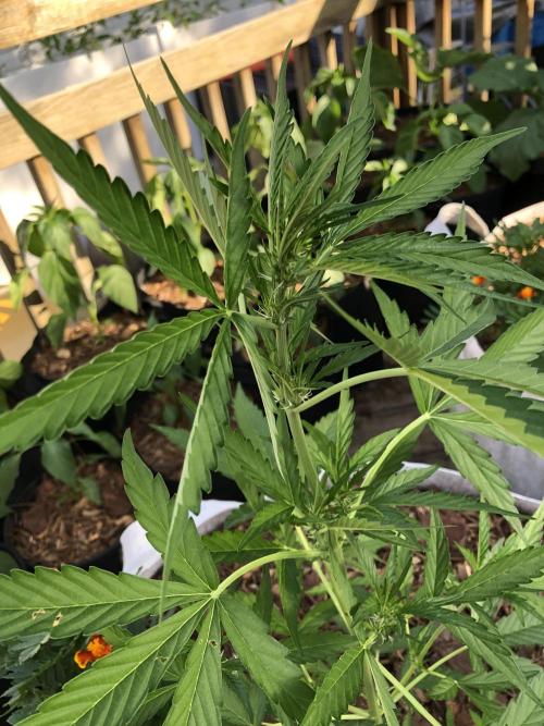 OG Kush Auto Outdoor Spring 26". Week 4