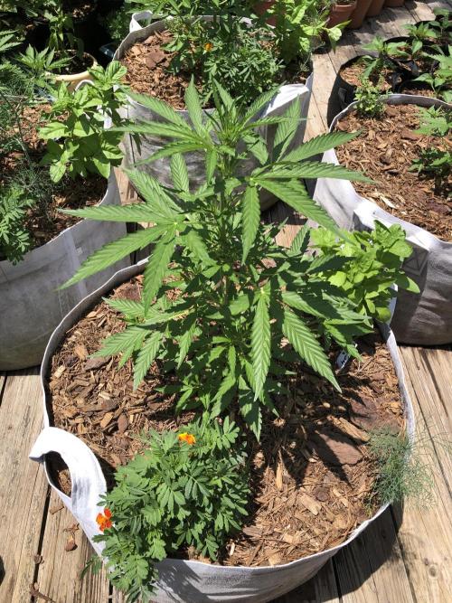 OG Kush Auto Outdoor Spring 26". Week 4