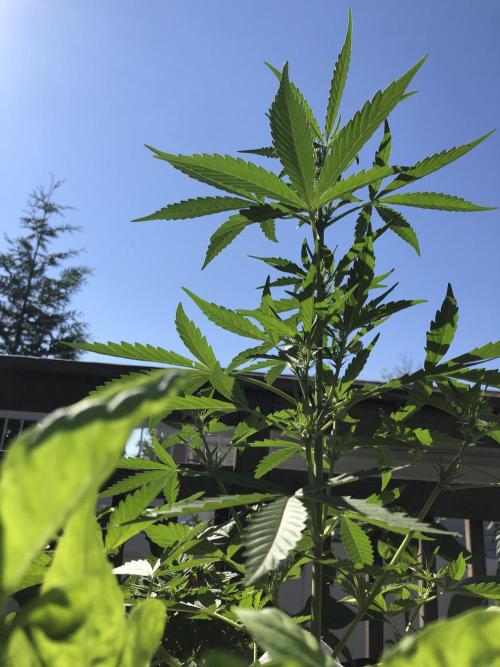 OG Kush Auto Outdoor Spring 26". Week 4