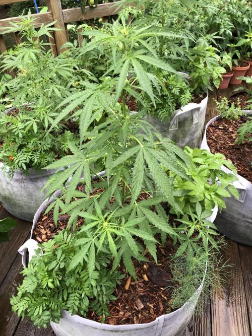 OG Kush Auto Outdoor Spring 26". Week 4