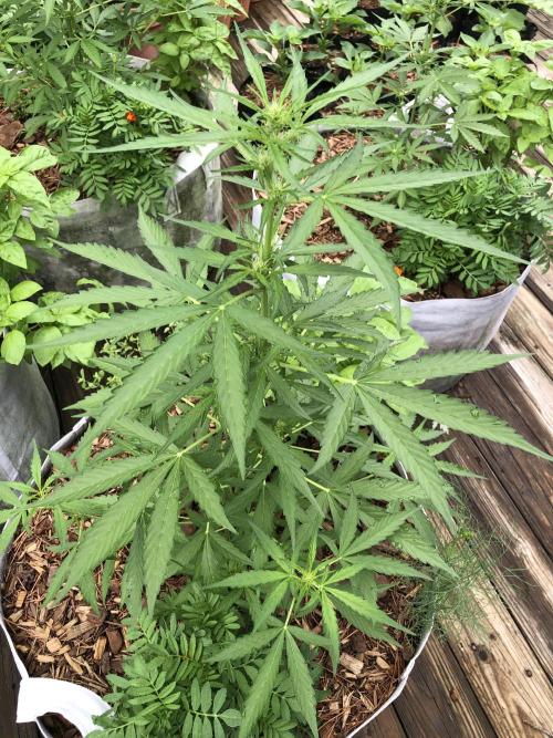OG Kush Auto Outdoor Spring 26". Week 4
