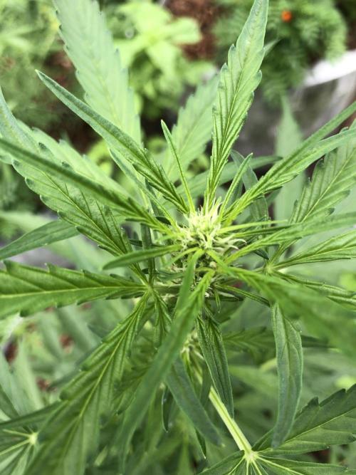OG Kush Auto Outdoor Spring 26". Week 4