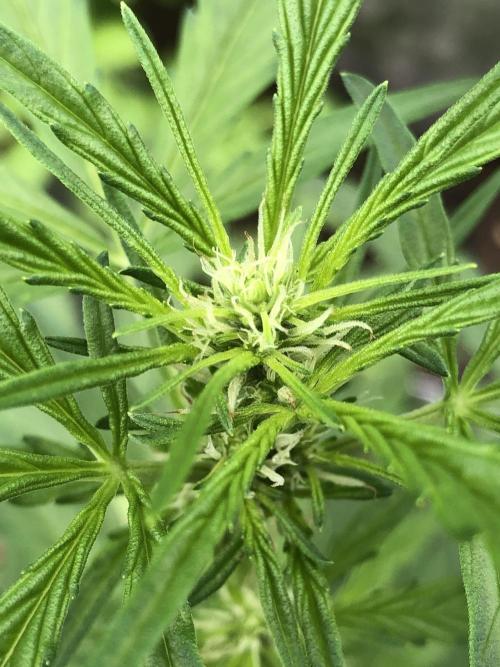 OG Kush Auto Outdoor Spring 26". Week 4