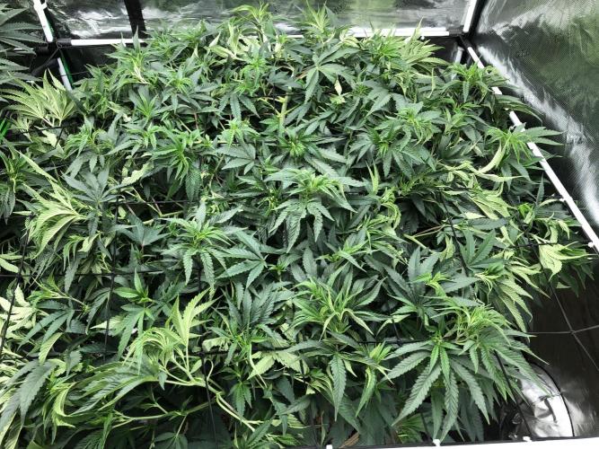 White Domina Kannabia Indoor Spring 26. Week 10