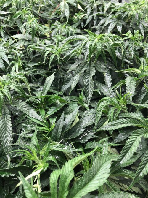 White Domina Kannabia Indoor Spring 26. Week 10