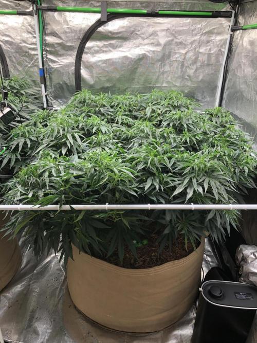 White Domina Kannabia Indoor Spring 26. Week 10