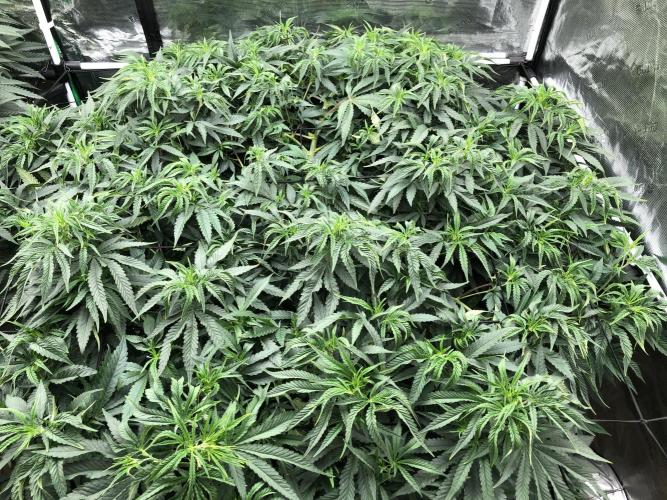 White Domina Kannabia Indoor Spring 26. Week 10