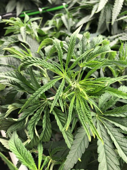 White Domina Kannabia Indoor Spring 26. Week 10