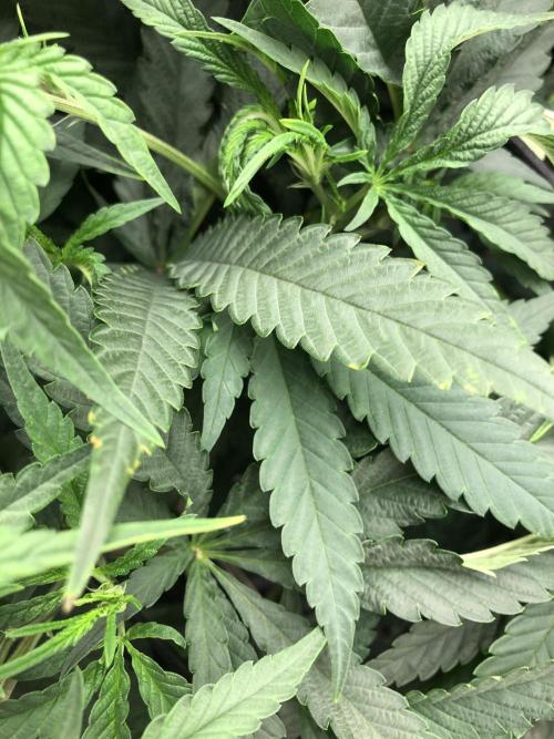 White Domina Kannabia Indoor Spring 26. Week 10