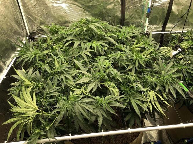 Critical Purple Kush Seedsman Indoor. Week 10