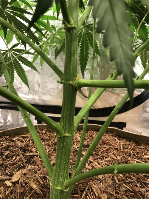 Critical Purple Kush Seedsman Indoor. Week 10
