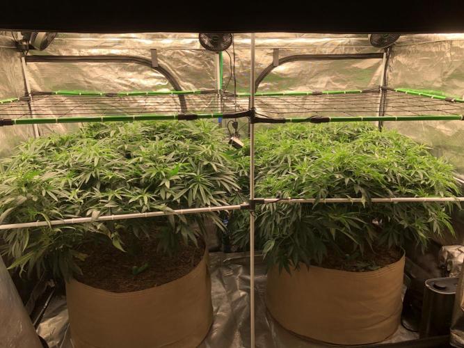 White Domina Kannabia Indoor Spring 26. Week 10