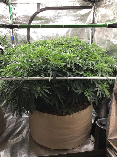 White Domina Kannabia Indoor Spring 26. Week 10
