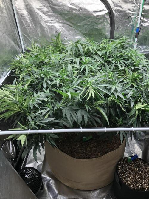 Critical Purple Kush Seedsman Indoor. Week 10