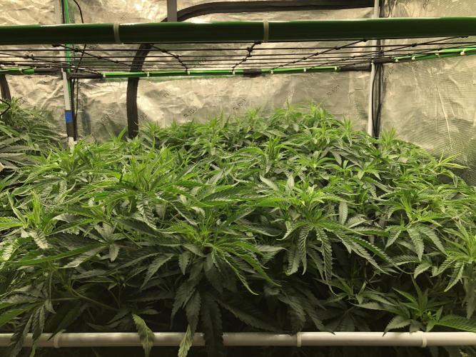 White Domina Kannabia Indoor Spring 26. Week 10