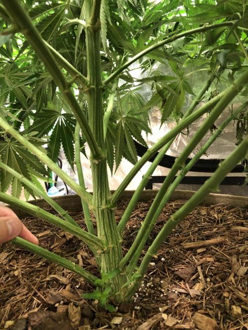 White Domina Kannabia Indoor Spring 26. Week 10