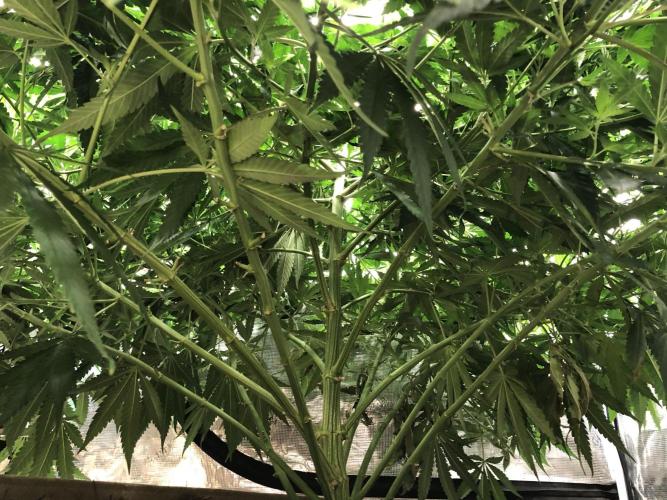 White Domina Kannabia Indoor Spring 26. Week 10