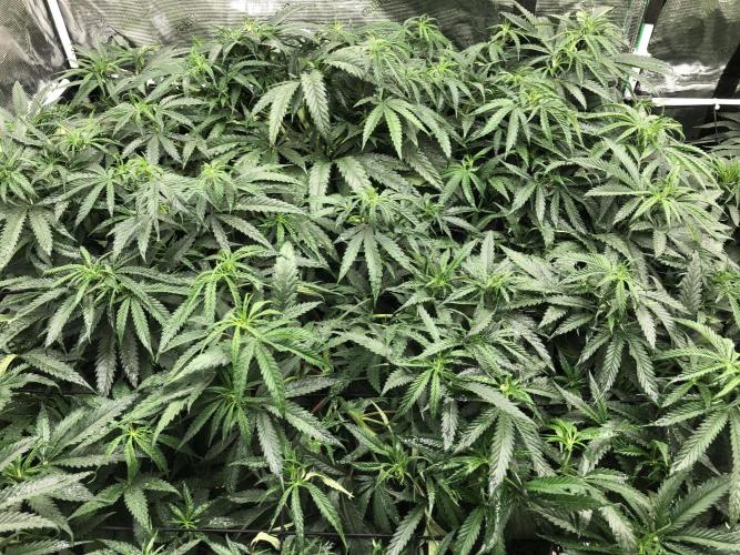 Critical Purple Kush Seedsman Indoor. Week 10