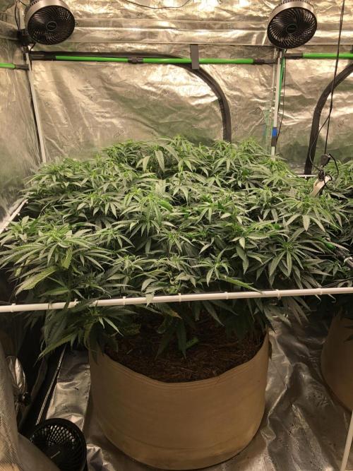 Critical Purple Kush Seedsman Indoor. Week 10