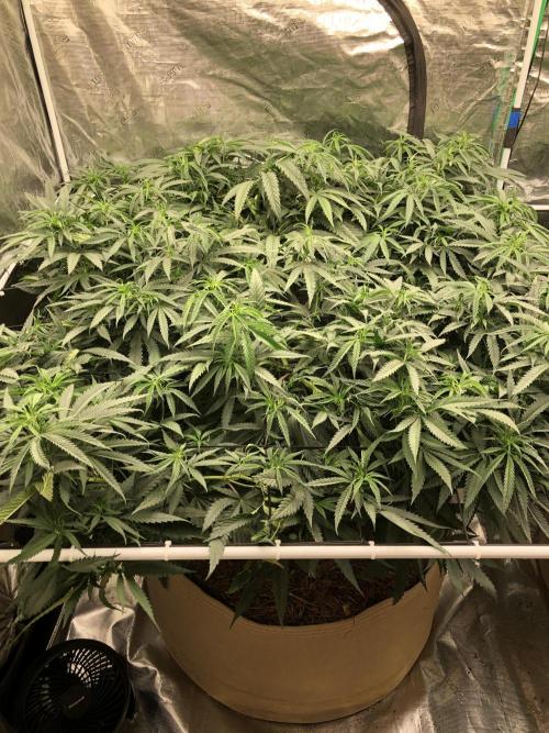 Critical Purple Kush Seedsman Indoor. Week 10