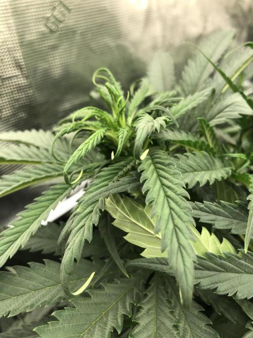 Critical Purple Kush Seedsman Indoor. Week 10