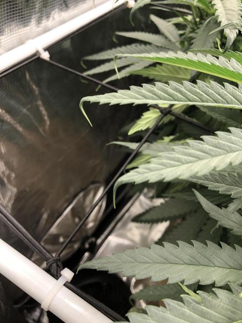 Critical Purple Kush Seedsman Indoor. Week 10