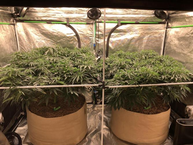 Critical Purple Kush Seedsman Indoor. Week 10