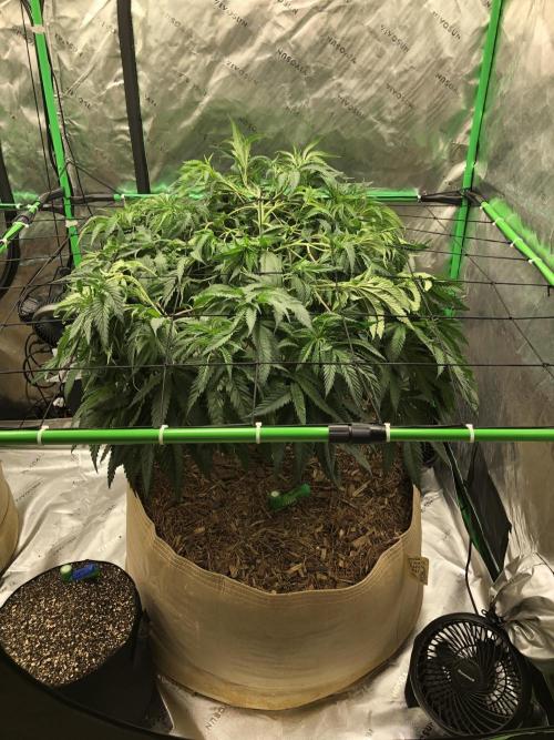 Colombian Jack Kannabia Indoor Spring 26. Week 10